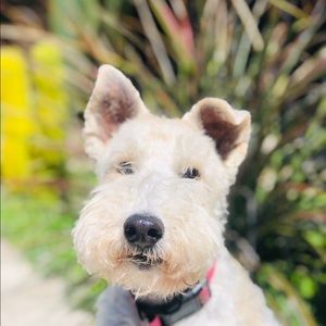 Meet your Posher, Lou